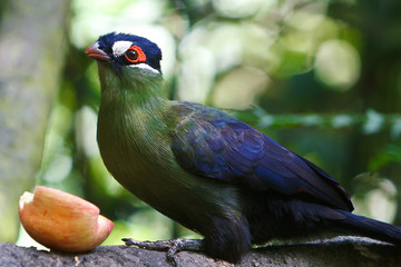 Hartlaub's Turaco