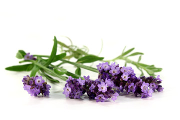 Obraz premium Lavendel