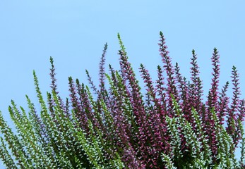 Heidekrautpflanze