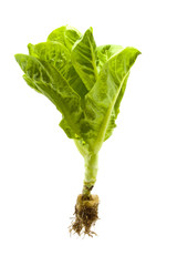 Young green lettuce