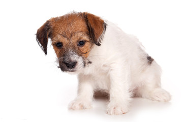 Jack Russell and  puppy on white