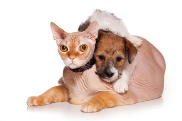 Jack Russell and  cat on white