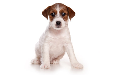 Jack Russell and  puppy on white