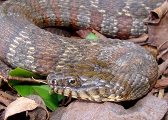 A large Northern Water Snake, Nerodia sipedon