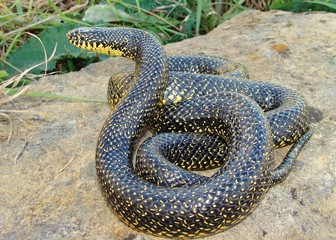 Large snake-eating Kingsnake, Lampropeltis getula holbrooki