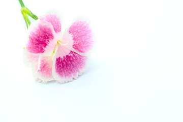 Fototapeta na wymiar Dianthus / Gift Flower