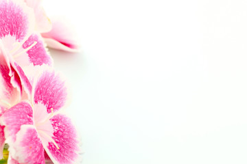 Dianthus / Gift Flower