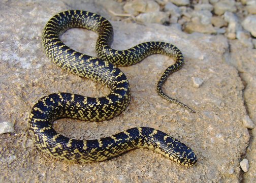 Speckled Kingsnake (King Snake), Lampropeltis getula holbrooki