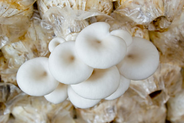 Oyster mushrooms