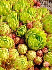 Obraz premium Jovibarba globifera