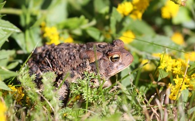 crapaud