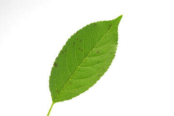 green leaf