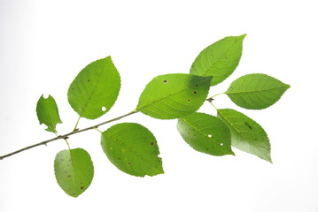 Branch with green leaves