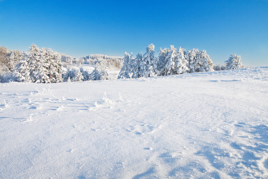 Fototapeta Winter forest