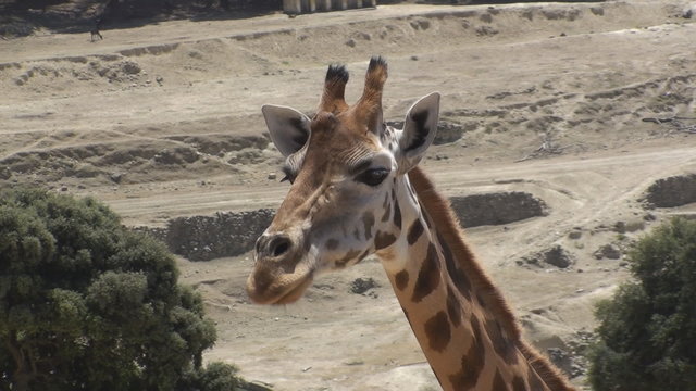 Chewing Giraffe