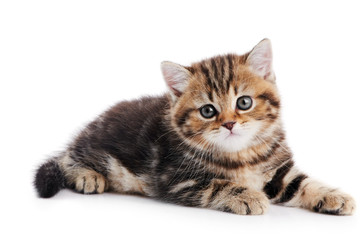 British Shorthair kitten cat isolated