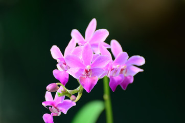 Fototapeta na wymiar 紫色の蘭