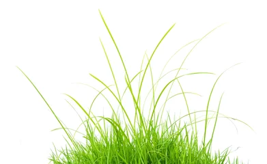 Fototapete Gras green grass isolated