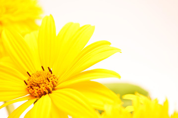 beautiful yellow Sunflower