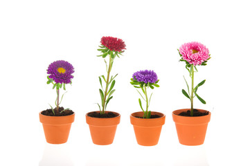 Colorful double asters