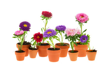 Colorful double asters