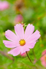 Obraz premium Pink Cosmos flowers