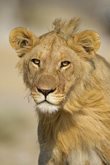 Fototapeta na wymiar Close-up portrait of young male lion; Panthera leo; Etosha