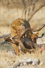 Female lion draging Kudu carcass; Panthera leo; Etosha