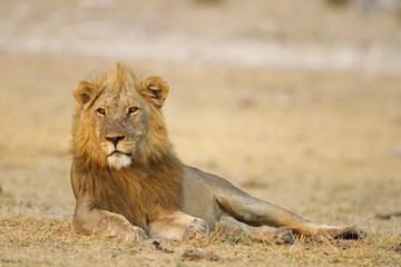 Naklejka premium Male lion laying in open field; Panthera leo; Etosha