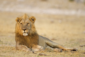 Male lion laying in open field; Panthera leo; Etosha