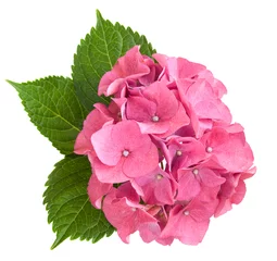 Fotobehang Hydrangea Roze hortensia