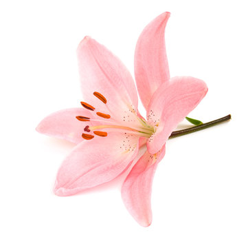 Fototapeta Pink lily