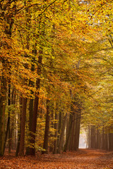 Sand lane with trees in autumn
