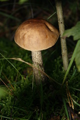 der Pilz