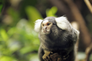 A portrait of a small monkey