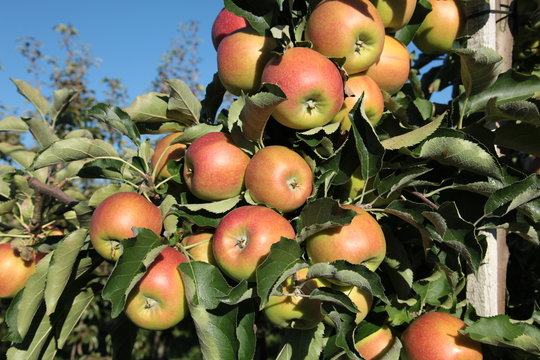 Apflelplantage