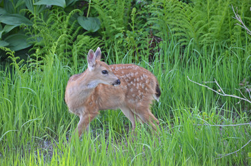 Baby deer grazing