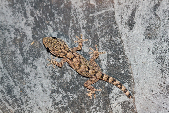 Salamanquesa, gekkonidae