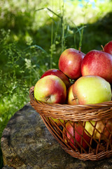 apple in garden