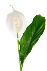 Beautiful white anturio flower