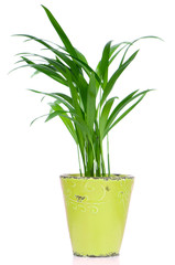 Houseplant