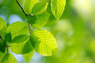 Fototapeta na wymiar spring green leaves