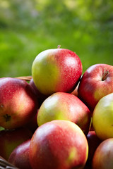 apple in garden