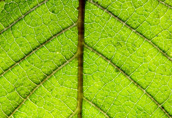 structure of leaf