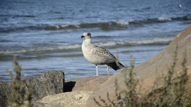 Seagull standing on a rock near the sea, the camera is static