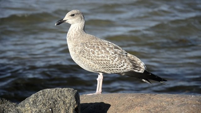 Seagull standing on a rock near the sea, close up