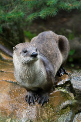 Otter sitting on the stone