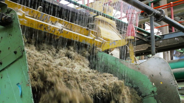 Sugarcane pulp (bagasse) coming out of the mulch machine