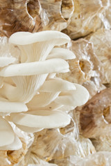 Oyster mushrooms