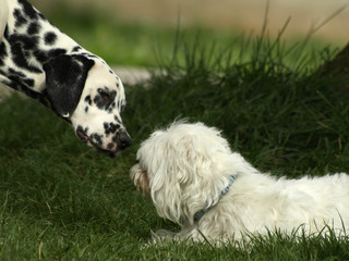 Fototapeta premium dalmata